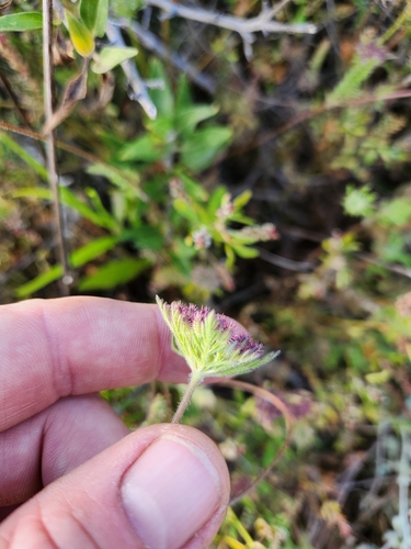 Daucus pusillus (American wild carrot) (alternate view 5)