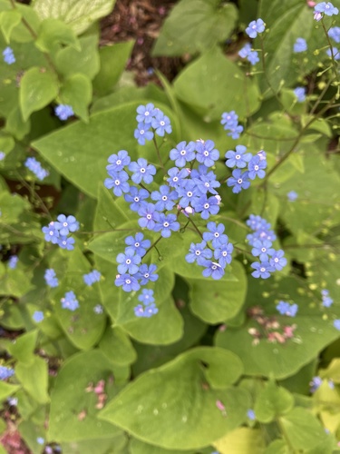 Brunnera macrophylla (perennial forget-me-not) (alternate view 2)