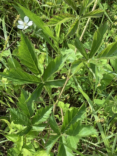 Rubus flagellaris (Common Dewberry) (alternate view 2)