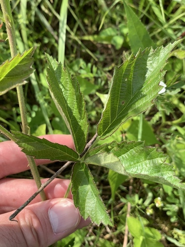 Rubus flagellaris (Common Dewberry) (alternate view 3)