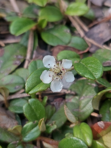 Cotoneaster dammeri (Bearberry Cotoneaster) (alternate view 4)