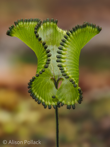 Hymenophyllum (filmy ferns) (alternate view 3)