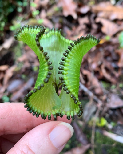 Hymenophyllum (filmy ferns) (alternate view 5)
