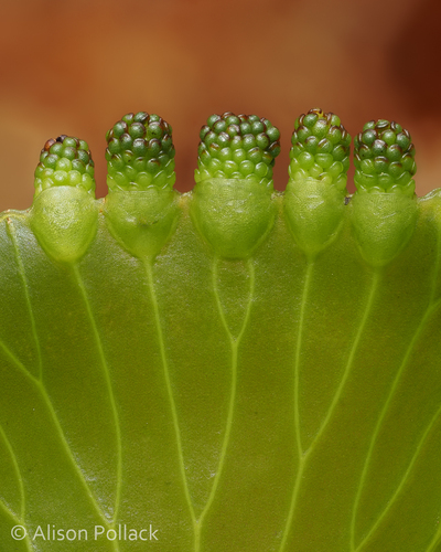Hymenophyllum (filmy ferns) (alternate view 4)