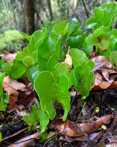Hymenophyllum (filmy ferns) (alternate view 6)