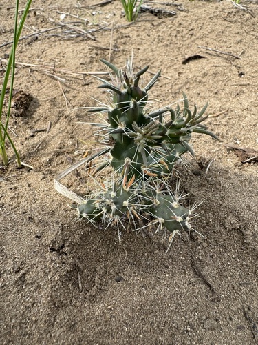 Cylindropuntia (chollas) (alternate view 7)