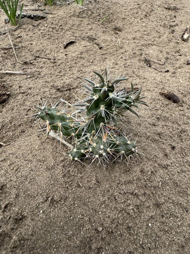 Cylindropuntia (chollas) (alternate view 8)