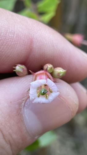 Escallonia rubra (redclaws)