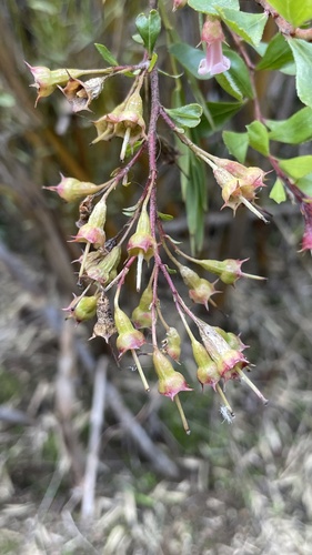 Escallonia rubra (redclaws)