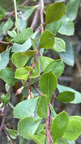 Escallonia rubra (redclaws)