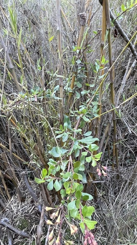 Escallonia rubra (redclaws)