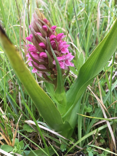 Dactylorhiza incarnata (Early Marsh-orchid)