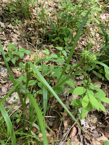 Carex grayi (Gray's Sedge)