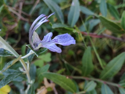 Teucrium fruticans (alternate view 6)