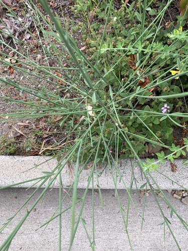 Spartium junceum (Spanish Broom)