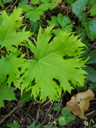 Acer platanoides (Norway maple) (alternate view 9)