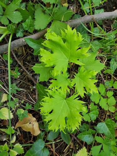Acer platanoides (Norway maple) (alternate view 10)