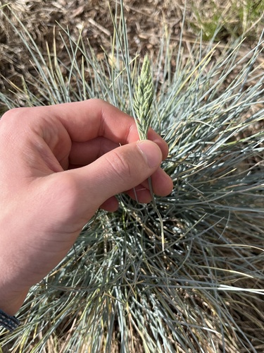 Festuca glauca (blue fescue) (alternate view 2)