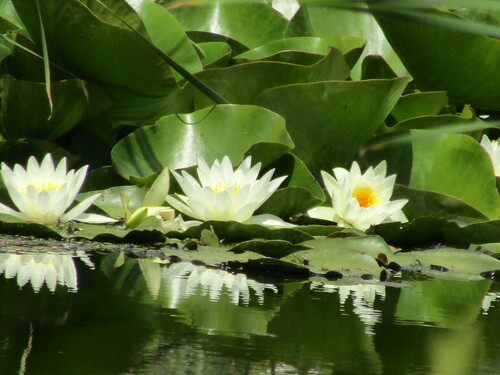 Nymphaea alba (European White Waterlily)