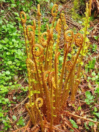 Dryopteris affinis (Golden-scaled Male-fern)