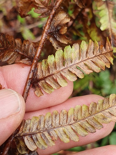 Dryopteris affinis (Golden-scaled Male-fern)