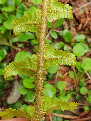 Dryopteris affinis (Golden-scaled Male-fern)