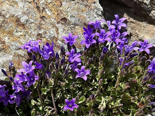 Campanula portenschlagiana (Dalmatian Bellflower)