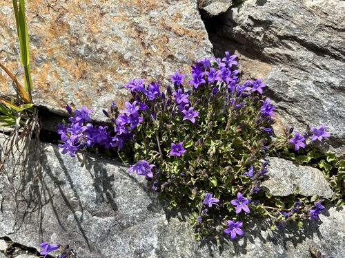 Campanula portenschlagiana (Dalmatian Bellflower) (alternate view 2)
