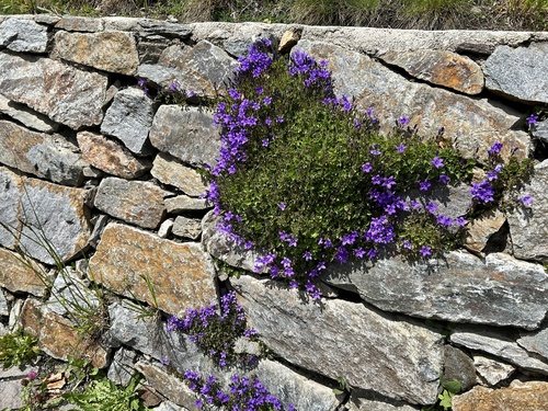 Campanula portenschlagiana (Dalmatian Bellflower) (alternate view 3)