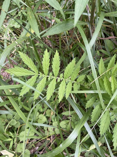 Agrimonia parviflora (swamp agrimony) (alternate view 5)