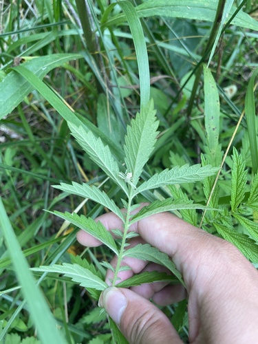 Agrimonia parviflora (swamp agrimony) (alternate view 6)