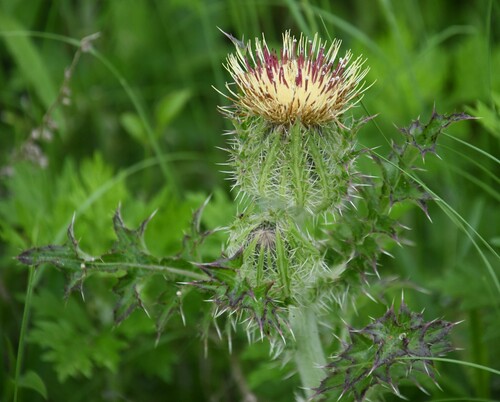 Cirsium horridulum (bristle thistle)