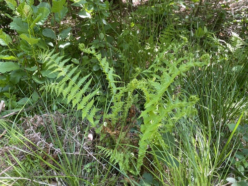 Oreopteris limbosperma (Lemon-scented Fern) (alternate view 4)