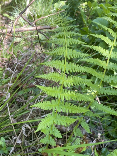Oreopteris limbosperma (Lemon-scented Fern) (alternate view 5)