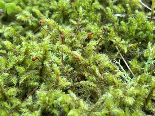 Rhytidiadelphus loreus (Lanky Moss)
