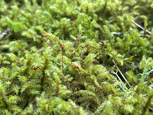 Rhytidiadelphus loreus (Lanky Moss)