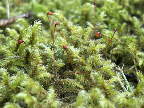 Rhytidiadelphus loreus (Lanky Moss)