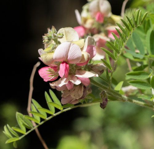 Tephrosia virginiana (goat's rue) (alternate view 5)