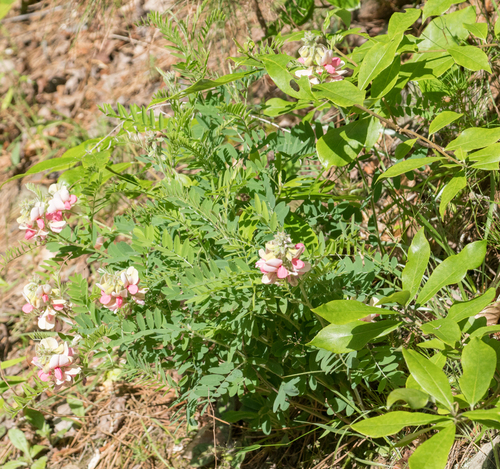 Tephrosia virginiana (goat's rue) (alternate view 6)