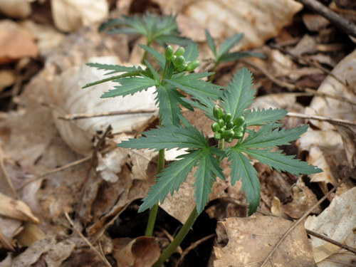 Cardamine concatenata (cut-leaved toothwort)