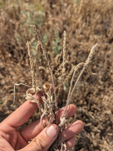Plantago rhodosperma (redseed plantain) (alternate view 5)