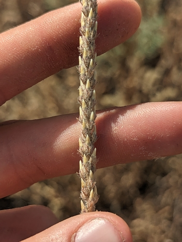 Plantago rhodosperma (redseed plantain) (alternate view 4)