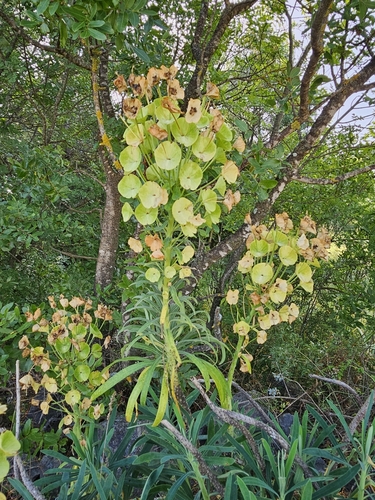 Euphorbia characias wulfenii (Mediterranean spurge) (alternate view 4)