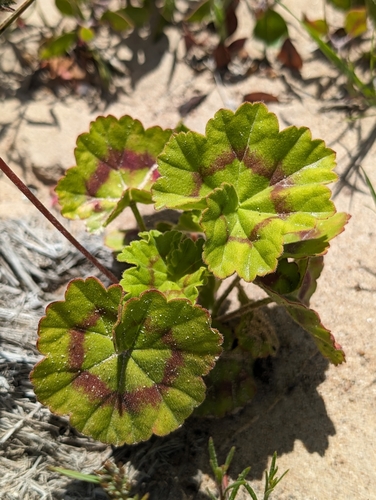 Pelargonium × hybridum (garden geranium) (alternate view 9)
