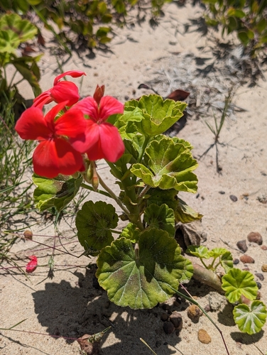 Pelargonium × hybridum (garden geranium) (alternate view 10)