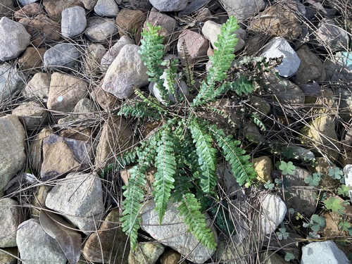 Doodia caudata (Small Rasp Fern)