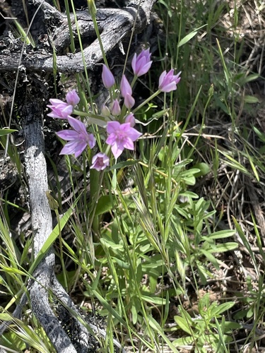 Allium unifolium (one-leaved onion) (alternate view 4)