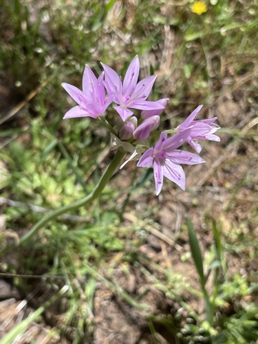 Allium unifolium (one-leaved onion) (alternate view 5)