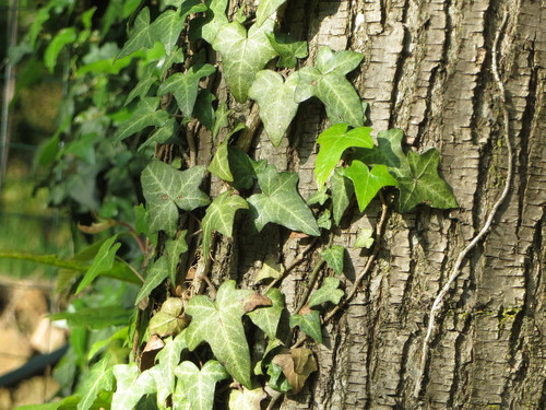 Hedera helix (English Ivy) (alternate view 5)