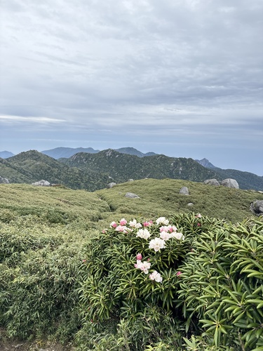 Rhododendron yakushimanum (yakushima rhododendron) (alternate view 4)